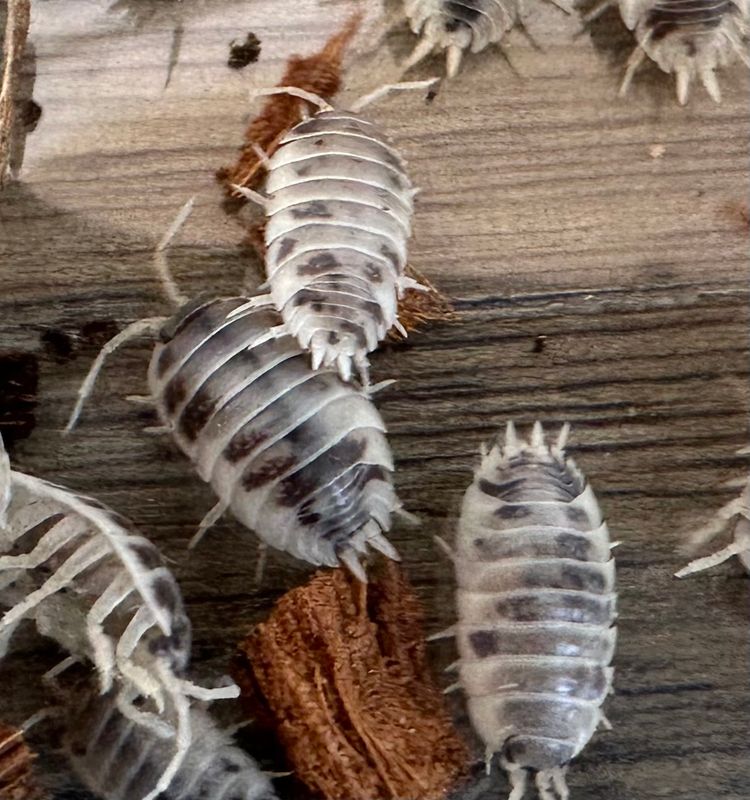 25 &quot;Dairy Cow&quot; porcellio laevis isopods