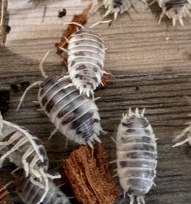 25 &quot;Dairy Cow&quot; porcellio laevis isopods