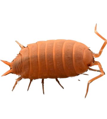 500 powder orange (Porcellio pruinosus) isopods