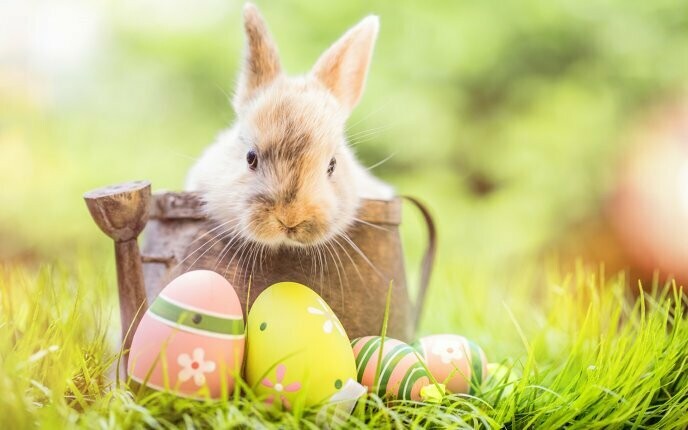 Week 3 - Easter Bunny Guided Meditation for Kids