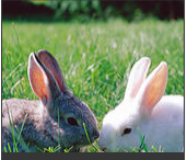 Easter Family Reunion Digital File Download