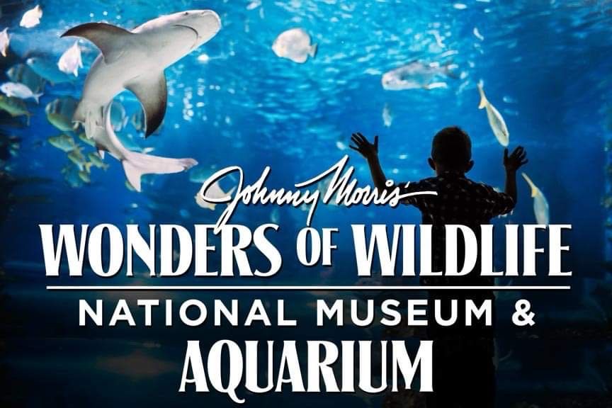 W.O.W. Aquarium Sleepover