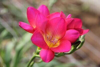 Freesia Body, Room &amp; Linen Mist