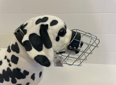 JVM Kuvasz Rüde