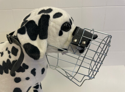 Chopo Riesenschnauzer Hündin