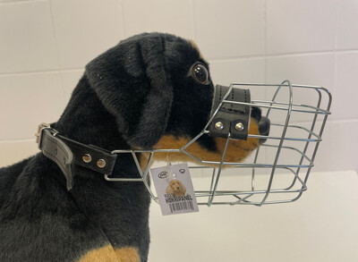JVM Cockerspaniel Hündin