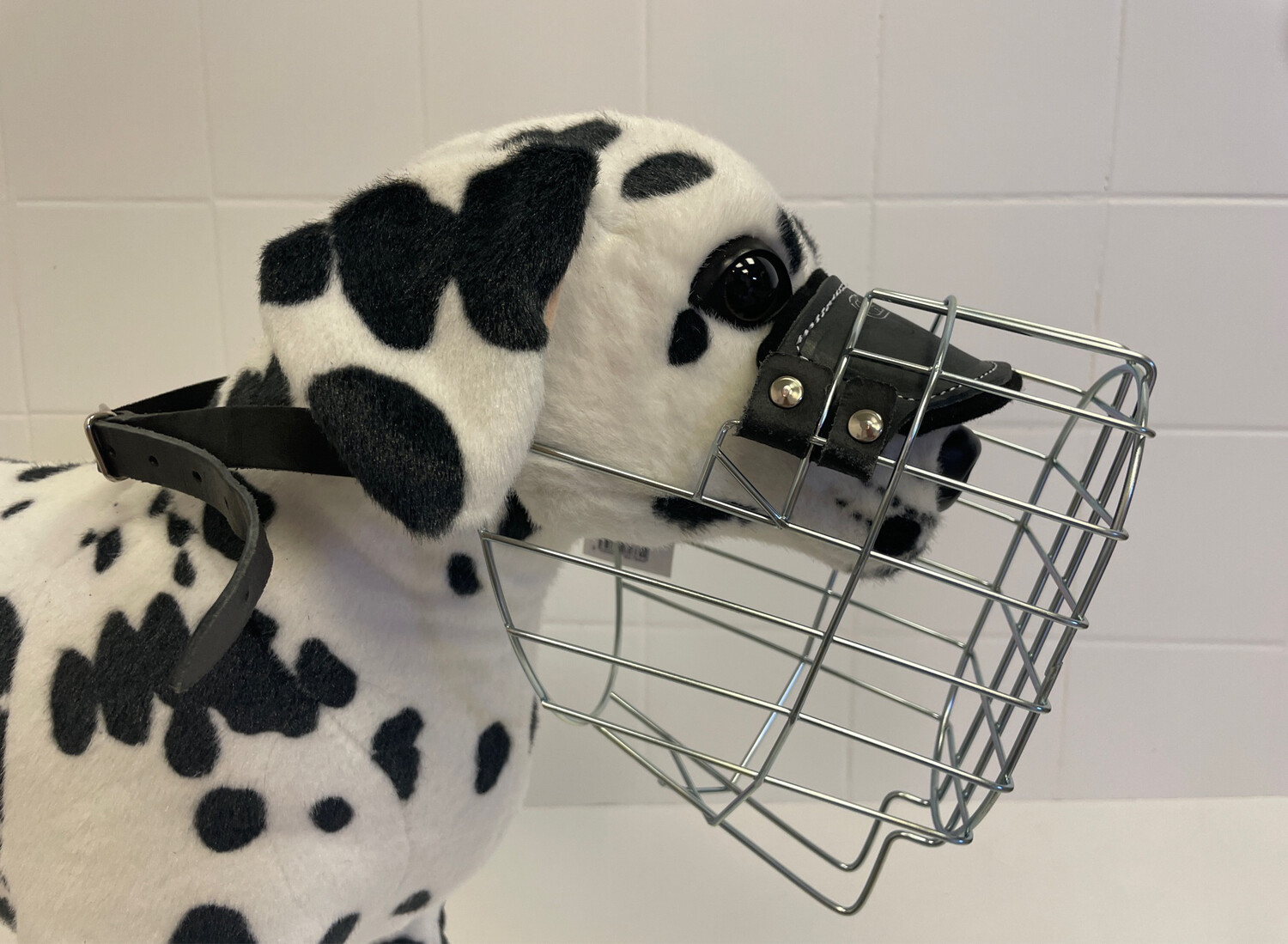 Chopo Riesenschnauzer Rüde
