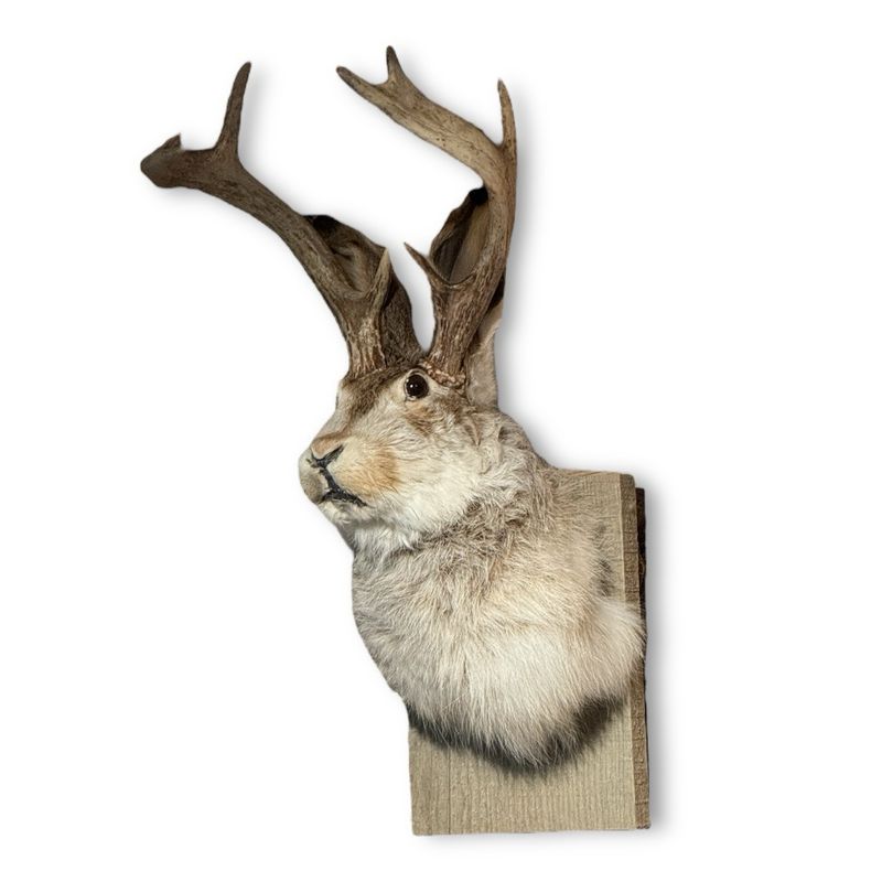 One-of-a-Kind Jackalope Mount