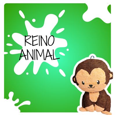 Reino animal 🦁