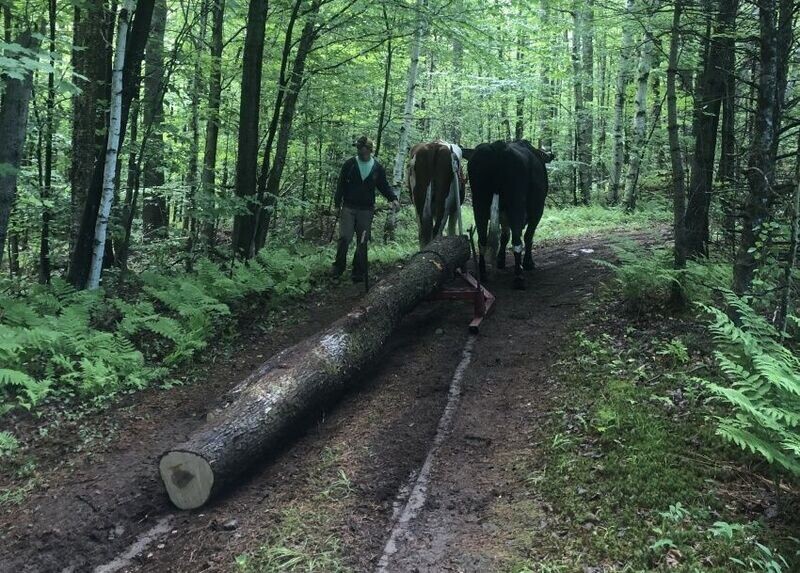 CONVERTING TREES TO TIMBER