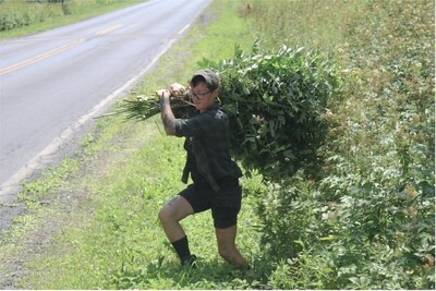 R2308 Cal Wolfpack - Herbal Safety for Pregnancy