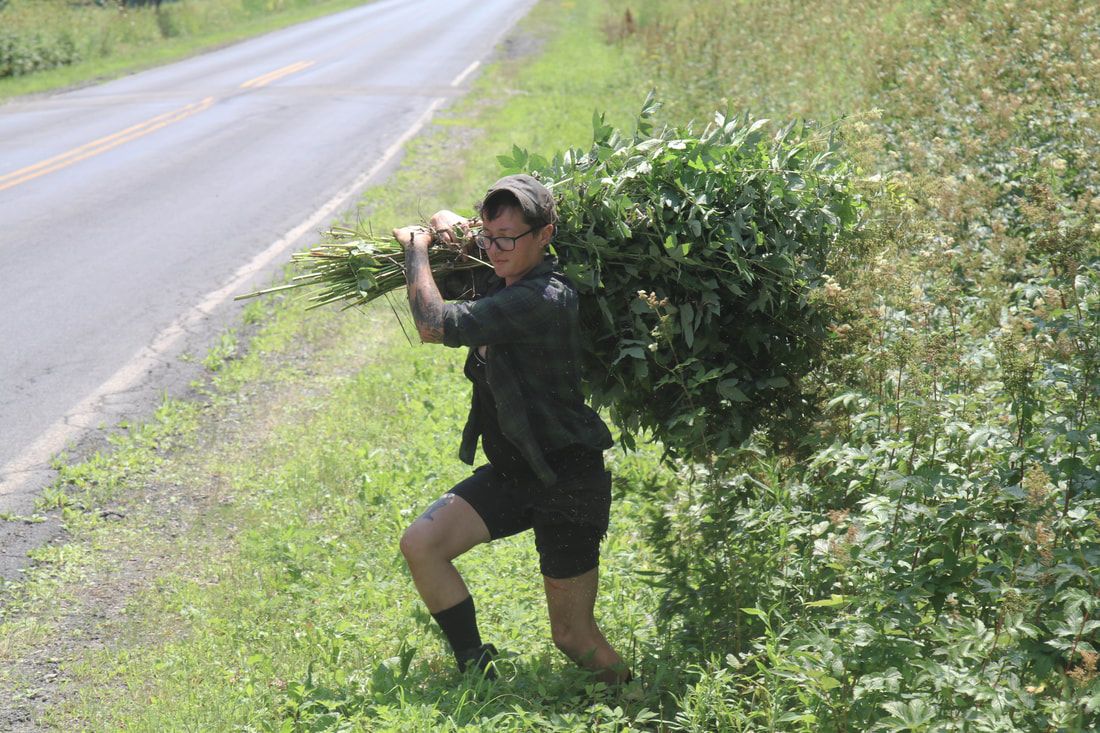 R2451 Cal Wolfpack - Basic Herbal Safety