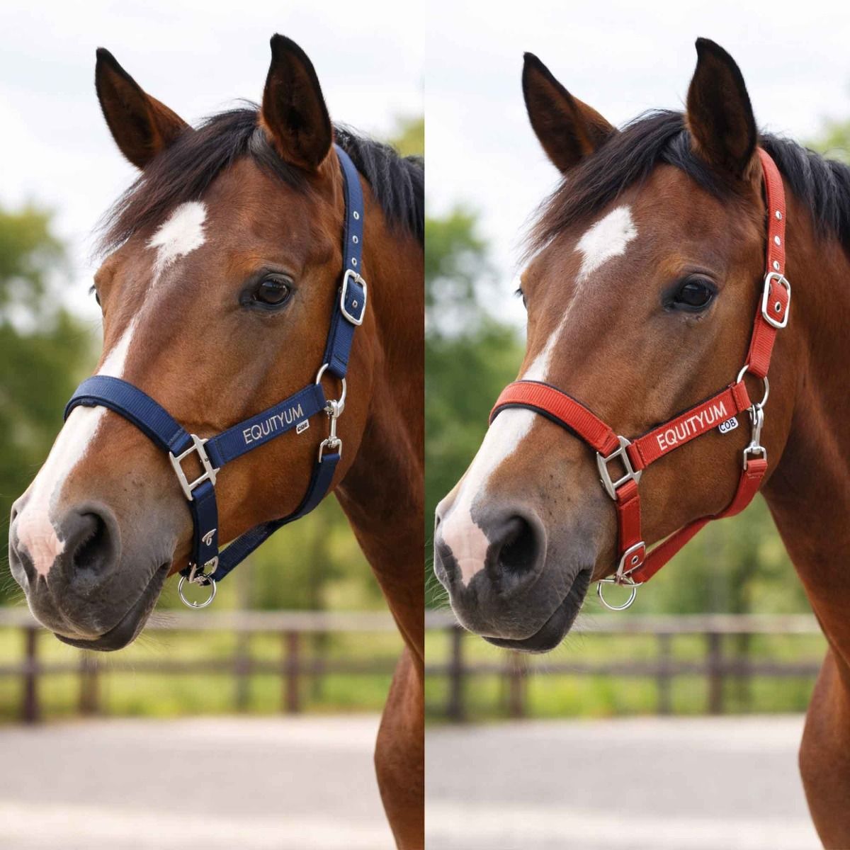 Cavezza Equityum Yvonne Light