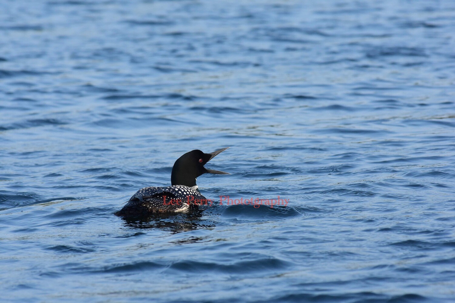 Loon on Lake Superior