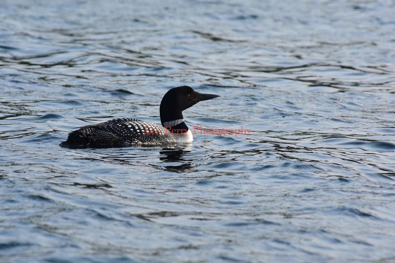 Adult Loon on the Keweenaw Bay