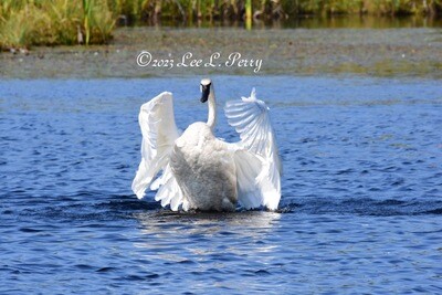 Trumpeter Swan