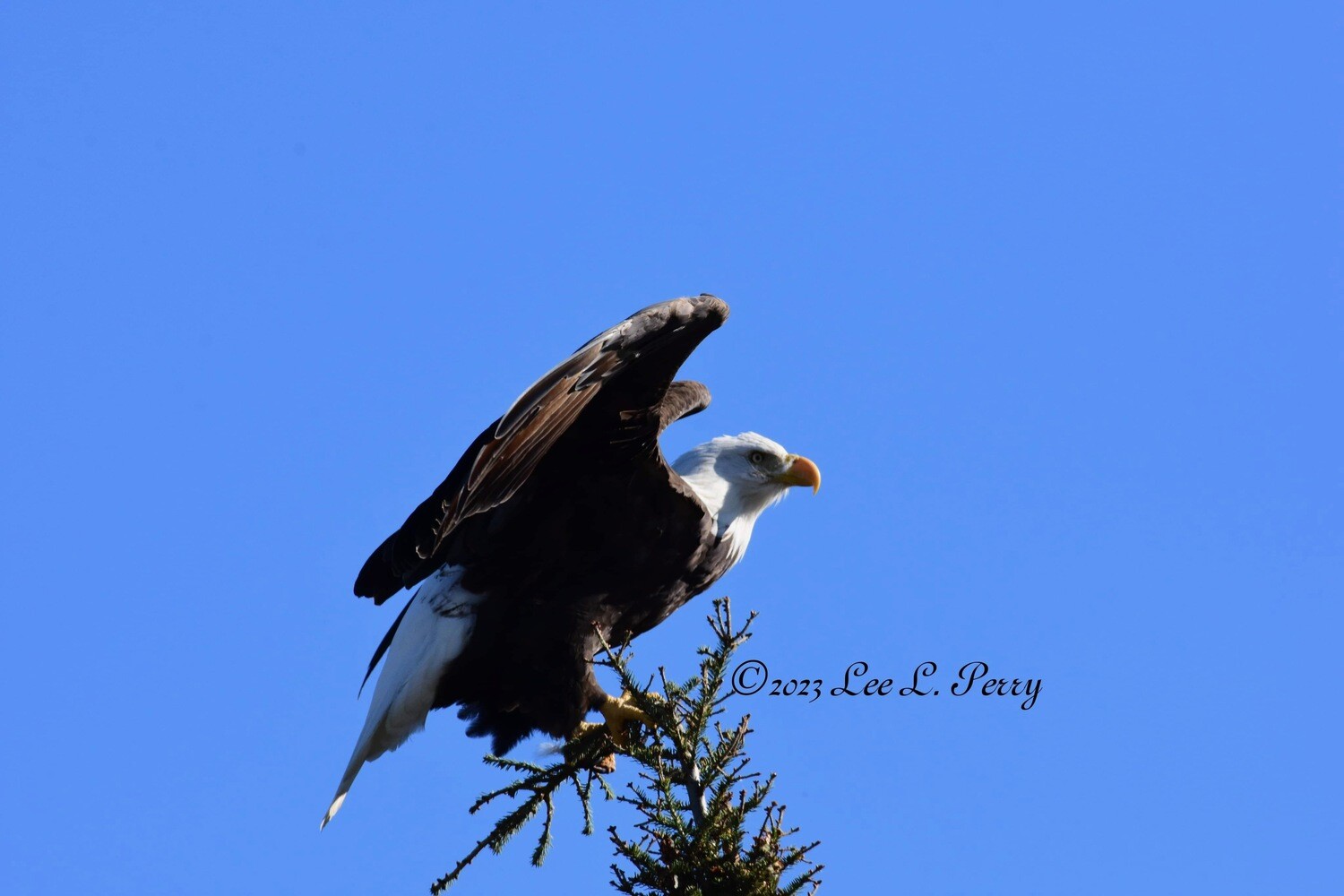 Ready to Fly -Eagle