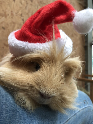 Support Us At Christmas