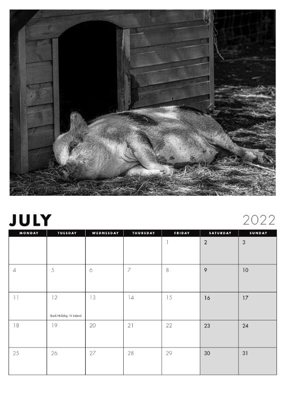 Goatacre Animal Sanctuary 2022 Calendar - Posted 2nd Class 