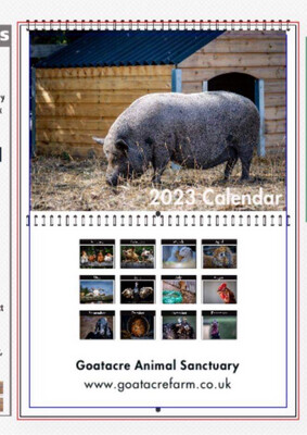 Order Your 2024 Sanctuary calendar NOW!! 💛