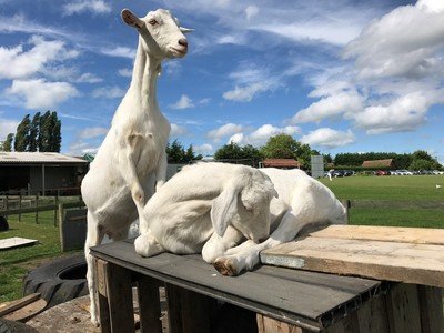 Gift a bag of food to feed our Goats!