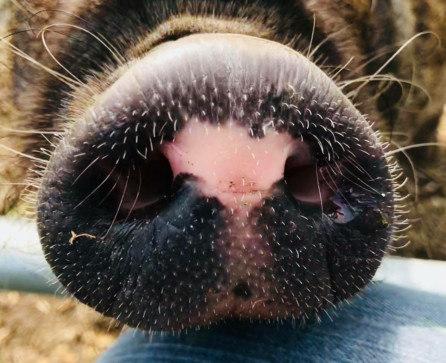 One bag of “micro” Pig Food 🐽