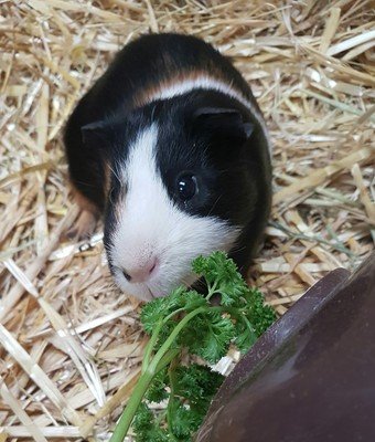 Fresh vegetables for all!!