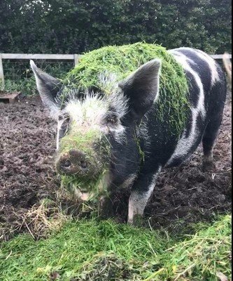 Gift a bag of feed to our Pigs!!