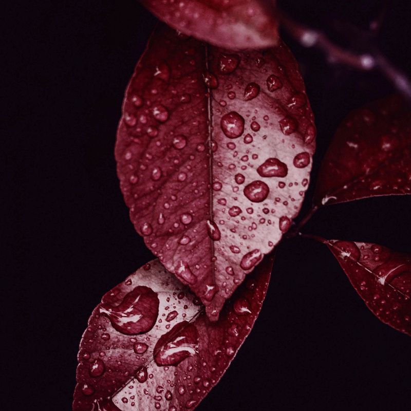 all about azelaic acid