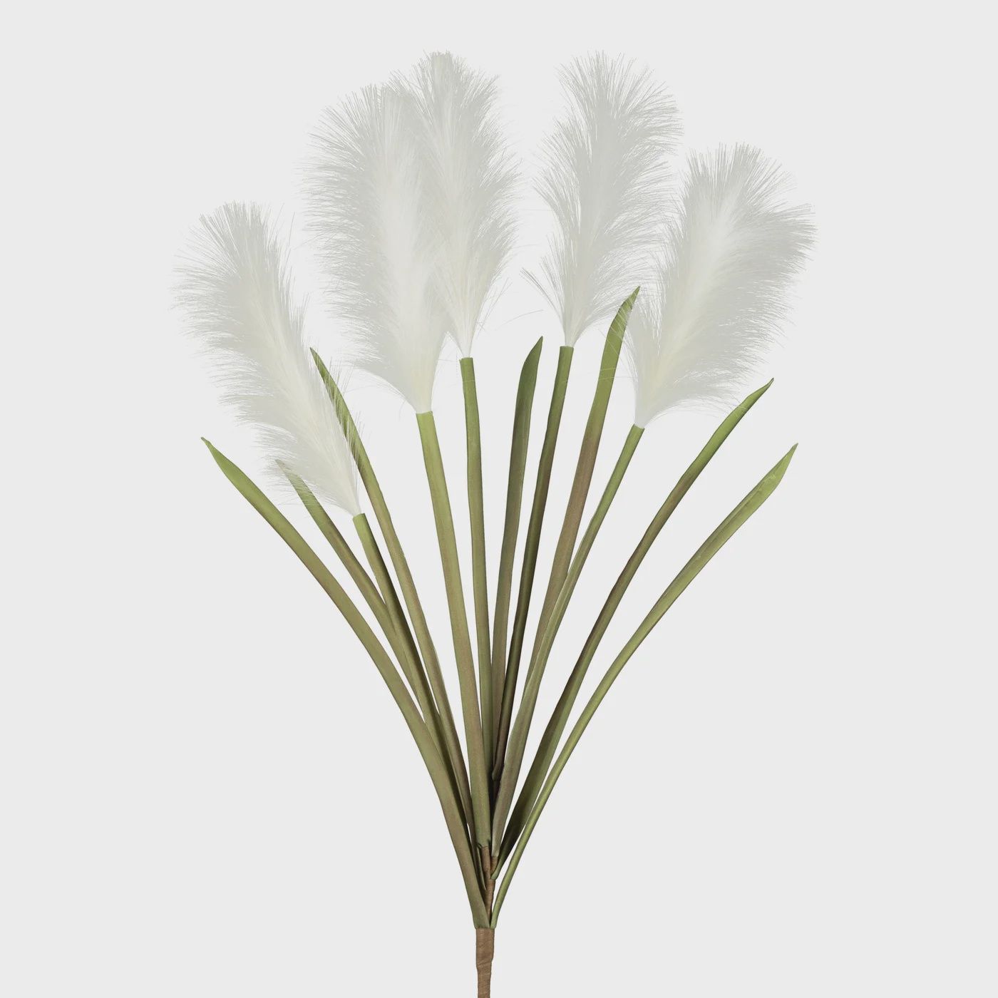 Desert  Pampas Grass 47L&quot;