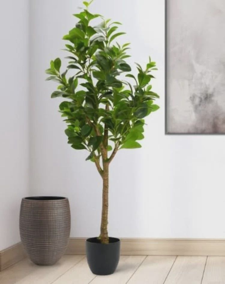Peperomia Tree 51&quot;H