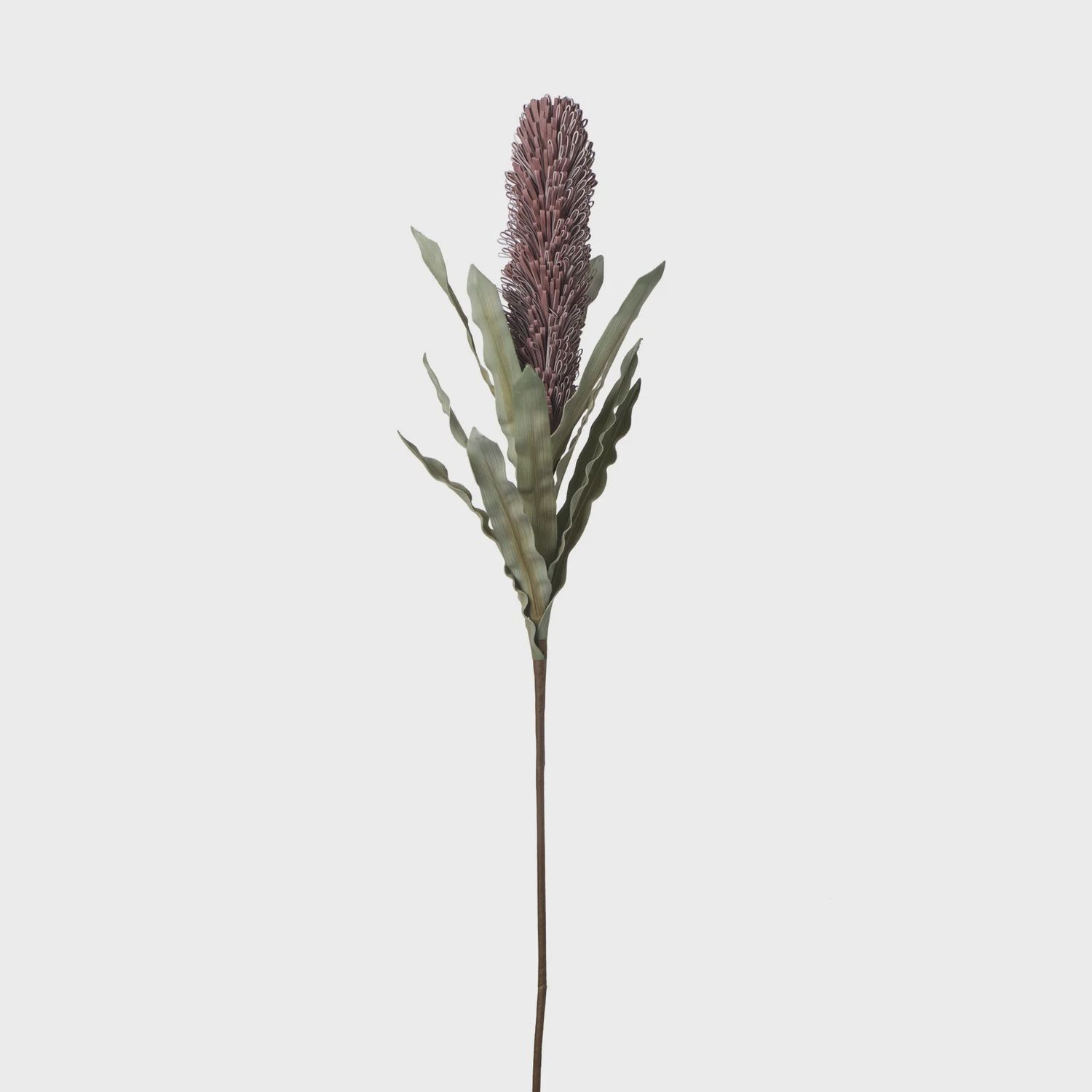 Desert Banksia 39&quot; Stem - Purple