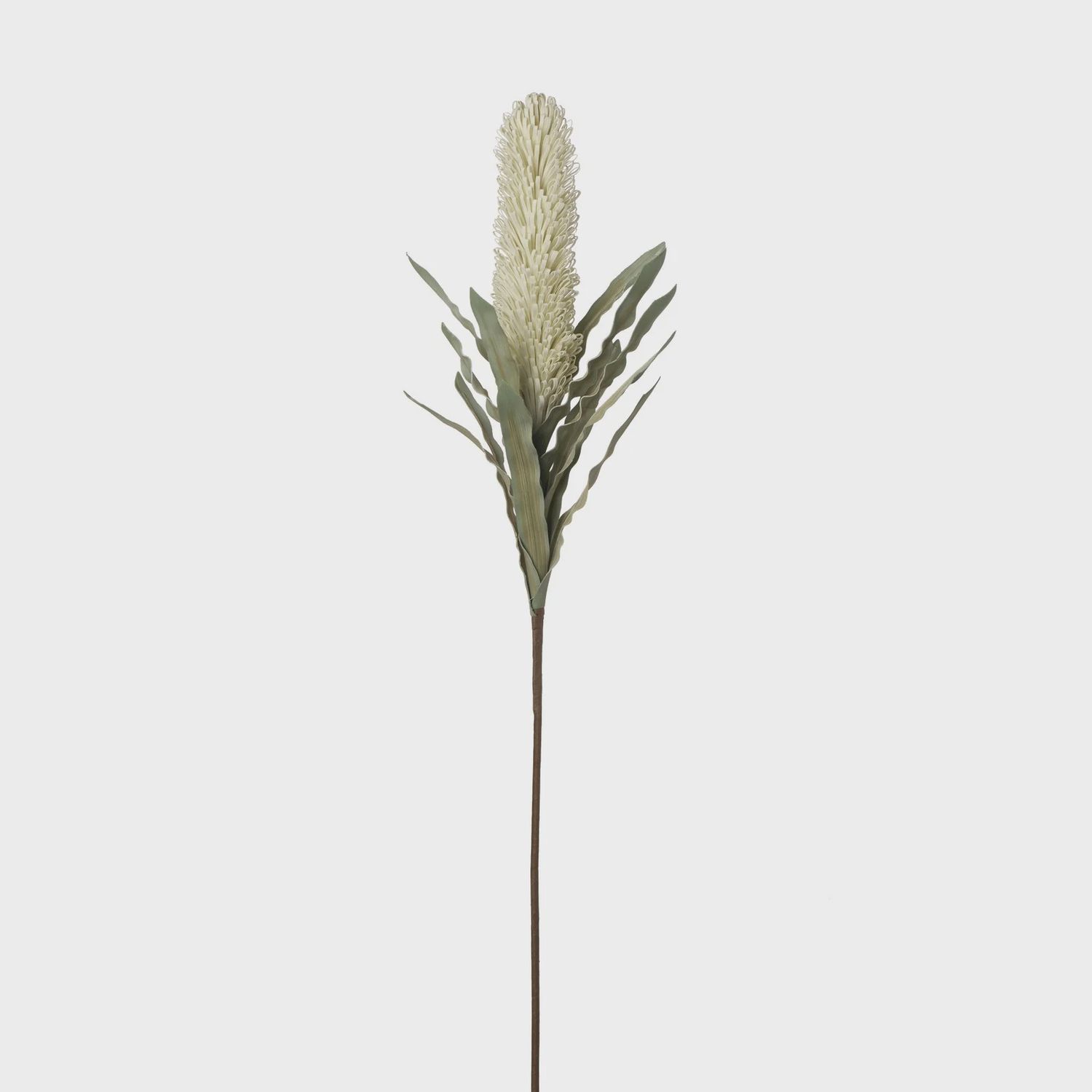Desert Banksia 39&quot; Stem - Cream