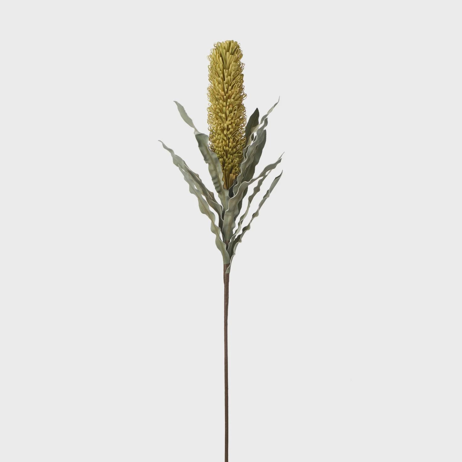 Desert Banksia 39&quot; Stem- Yellow