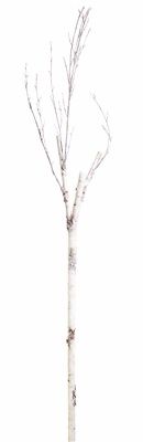 Birch Branch 83&quot;H