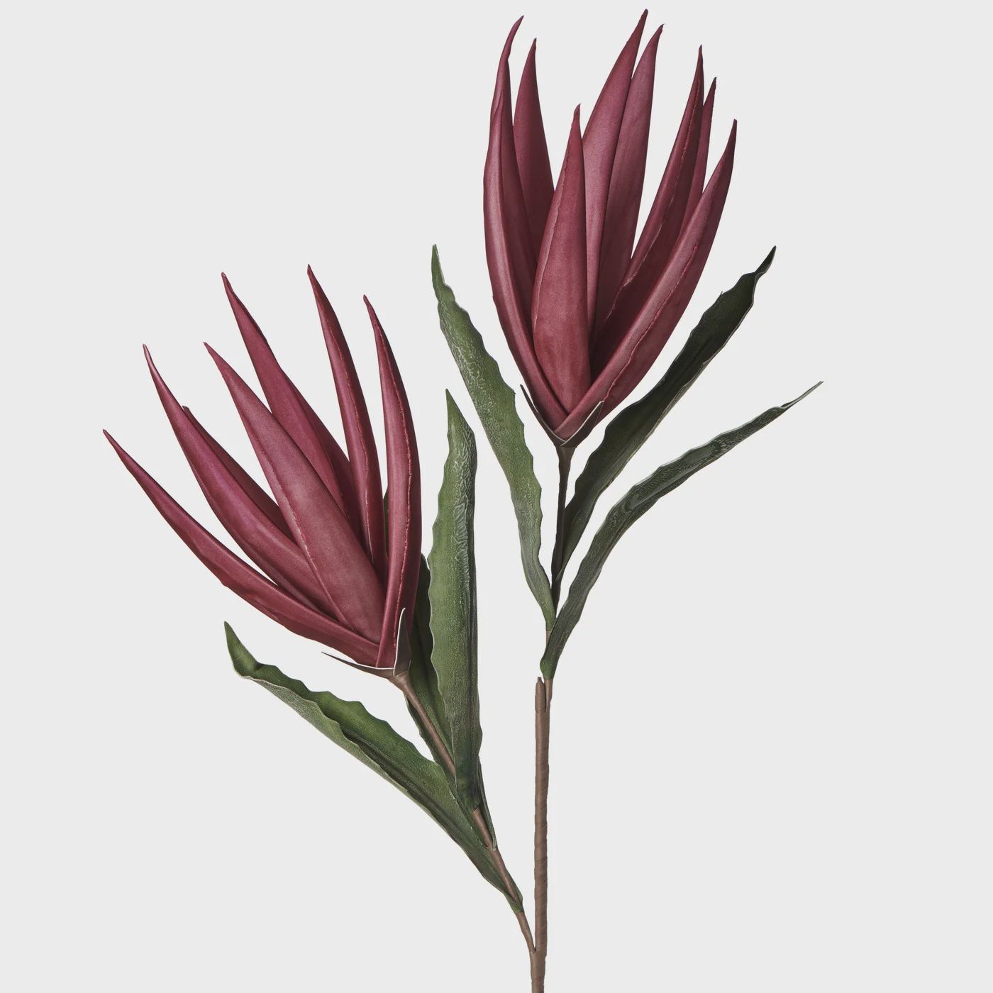 Desert Bird Of Paradise 2 Bloom 48L&quot; Stem - Purple