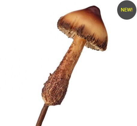 11&quot; Deep Forest Petite Mushroom Pick