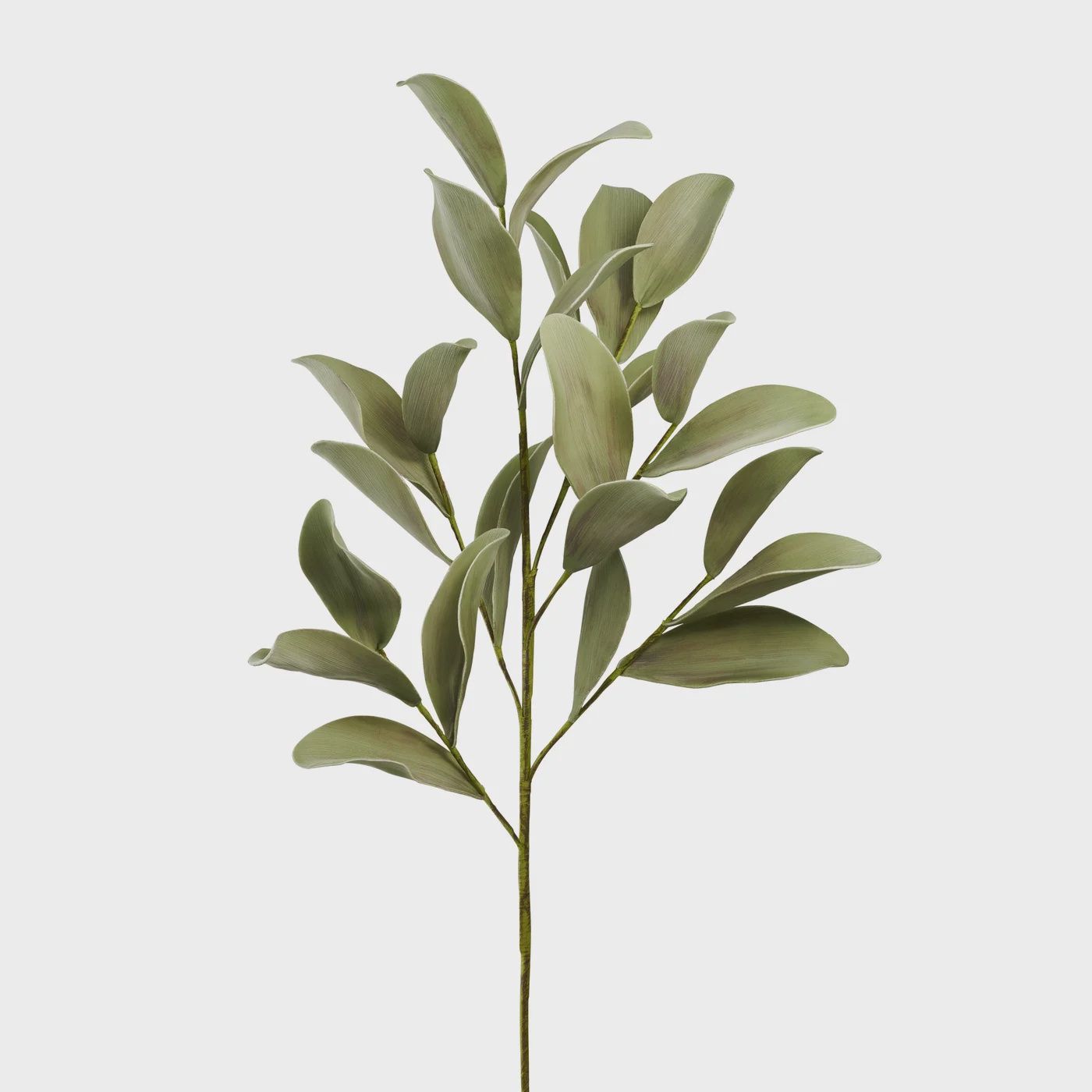 Desert Ficus Broad Leaf 33L&quot; Stem