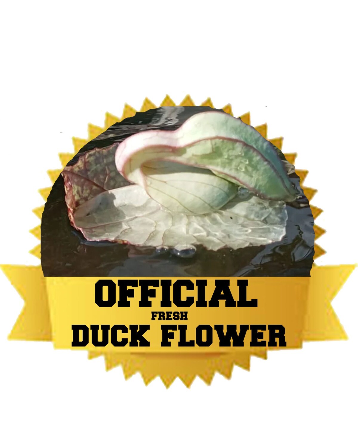 OFFICIAL DUCK FLOWER (Fresh)