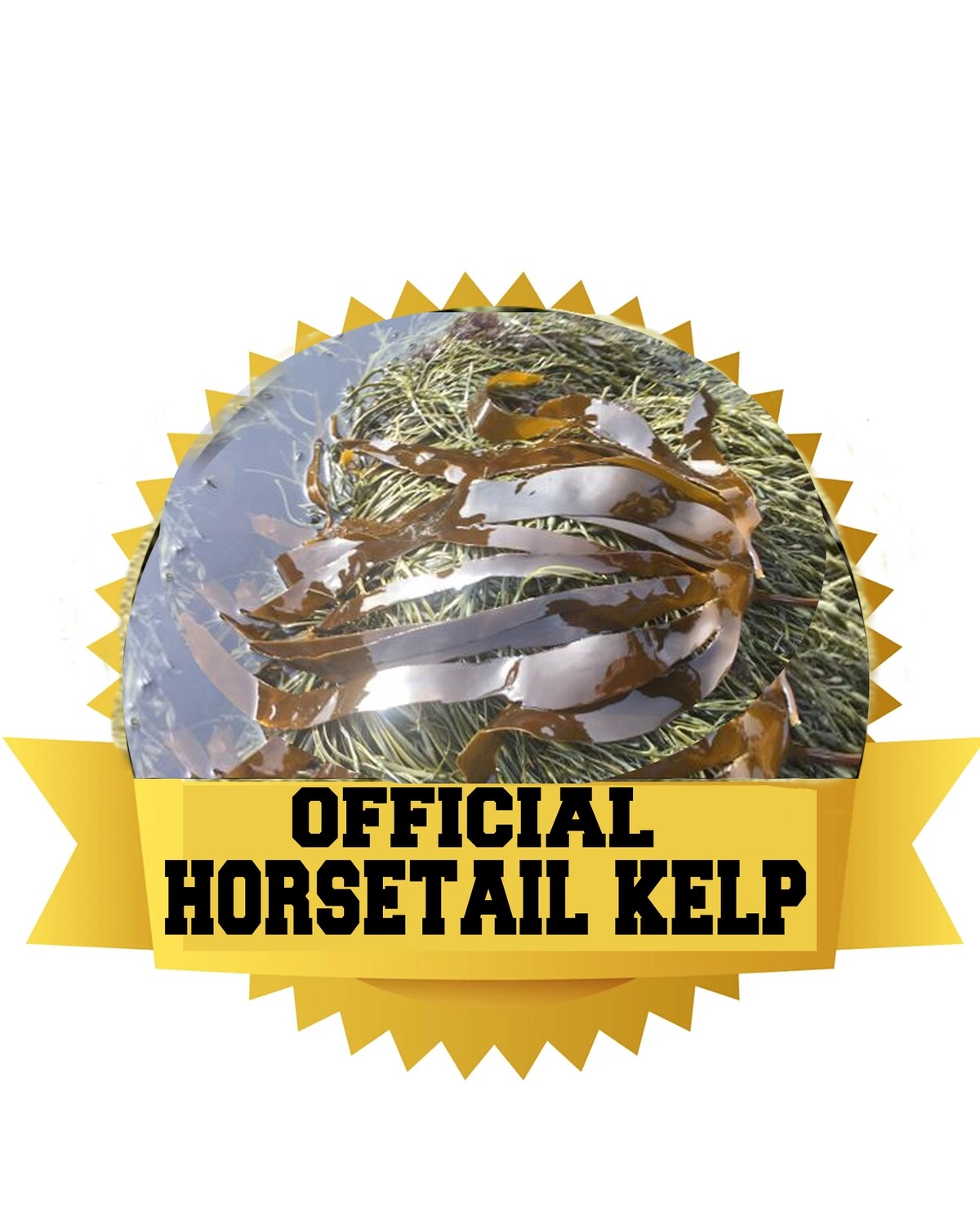 OFFICIAL HORSETAIL KELP