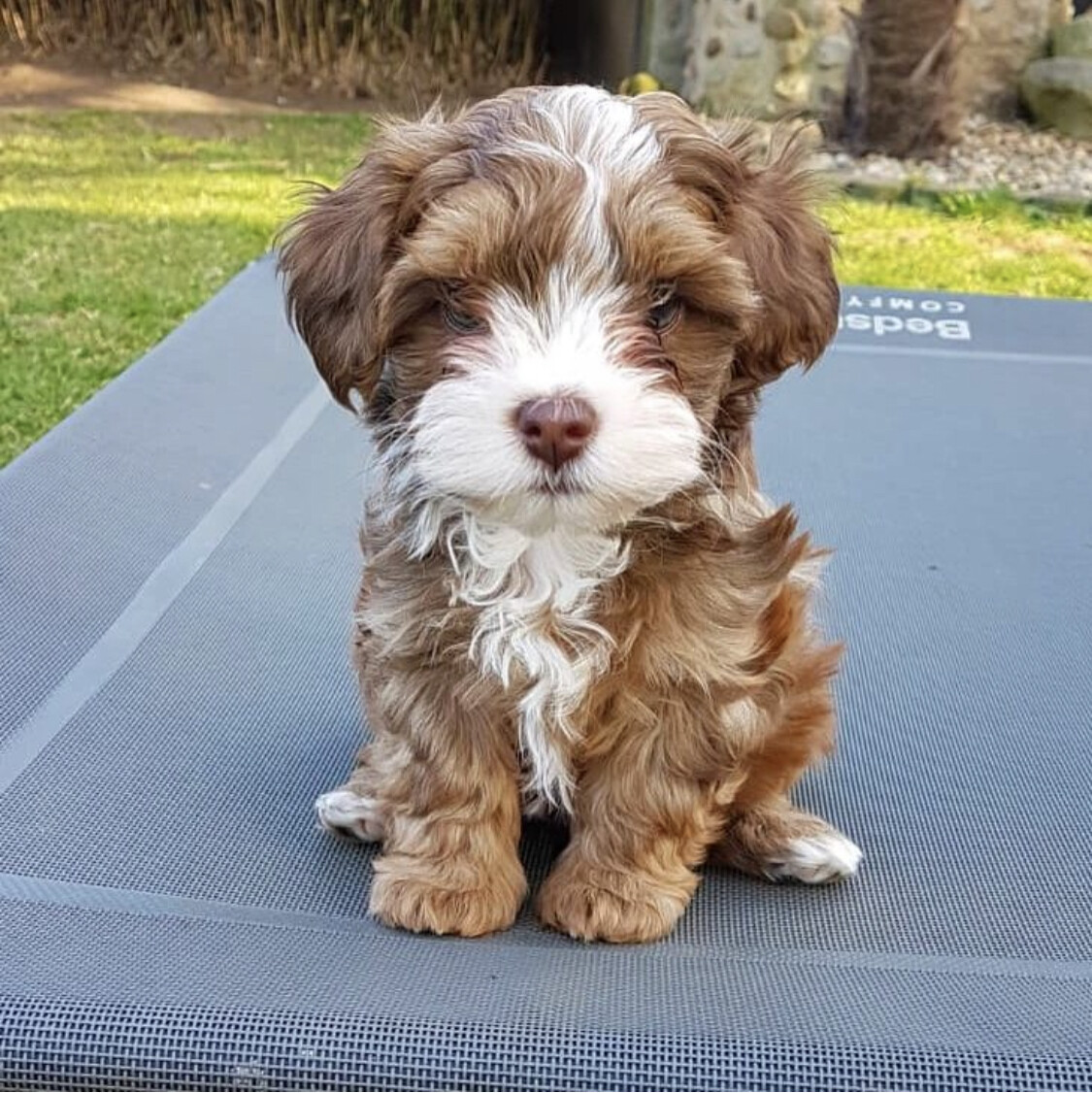 Ada- 11 Weeks Female Havanese