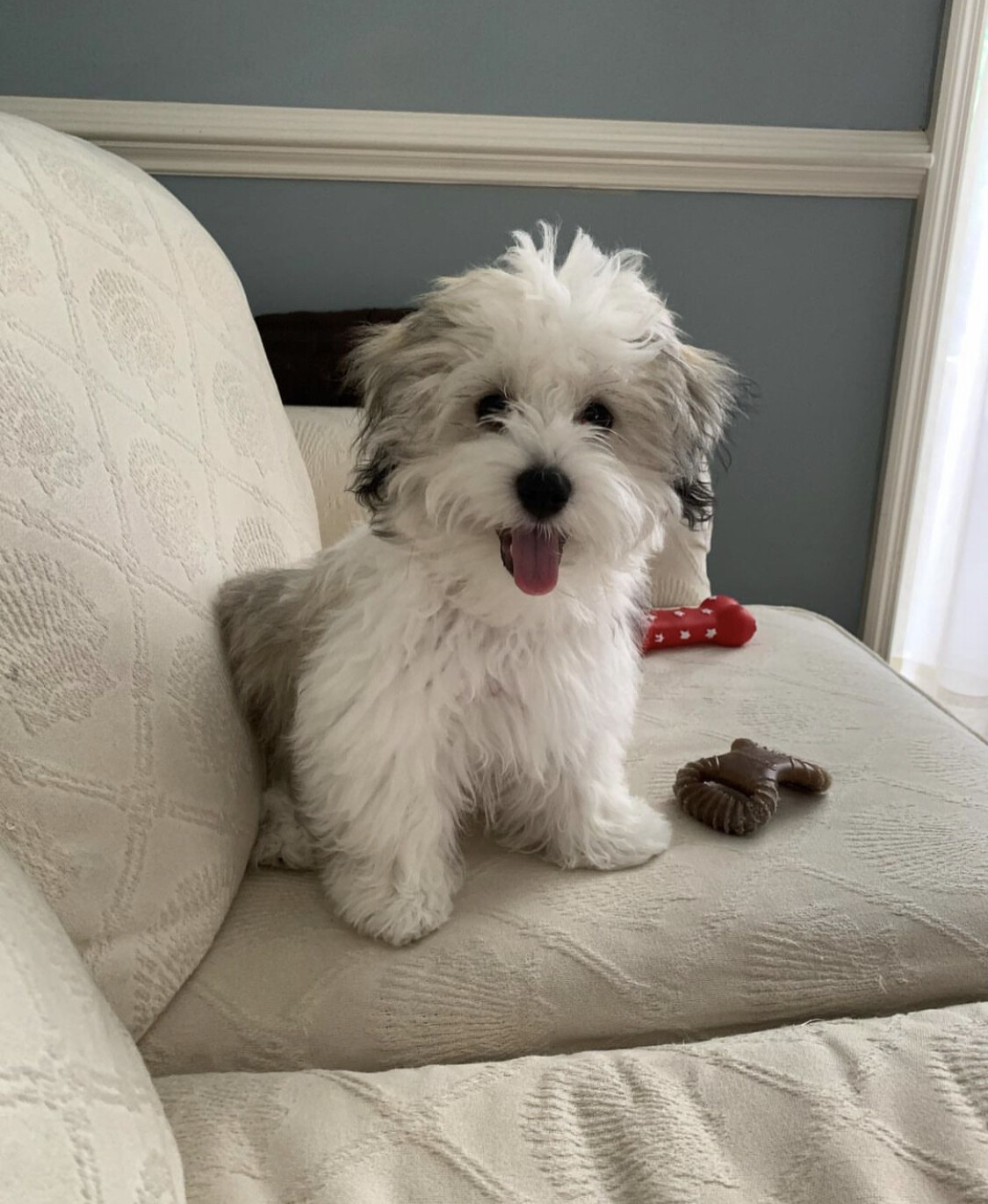 Meli - 11 Weeks Female Havanese