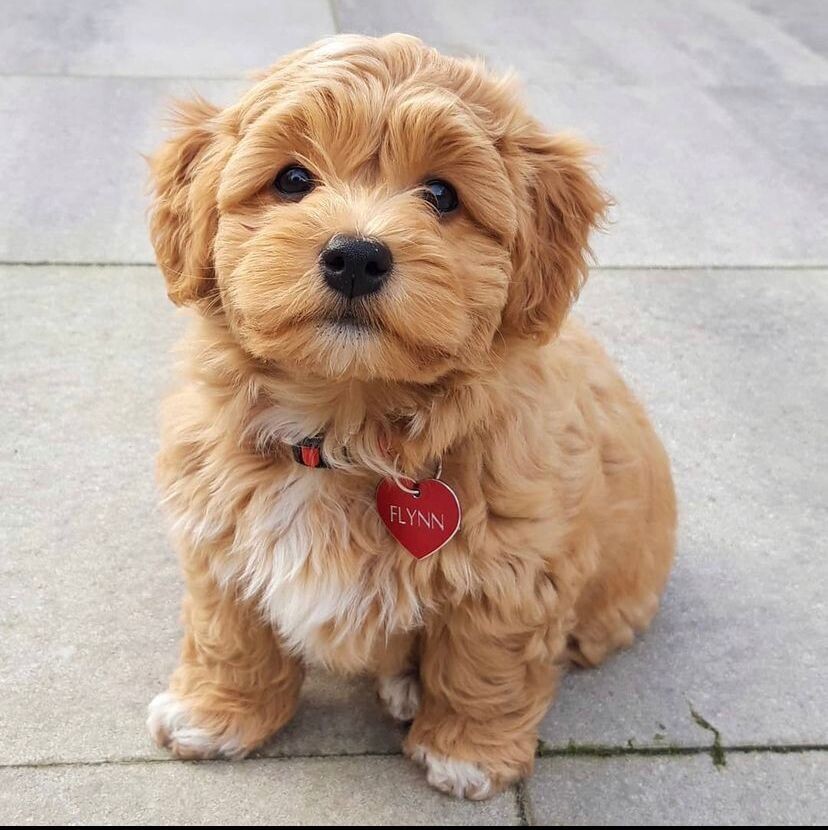 Flynn - 11 Weeks Male Havanese