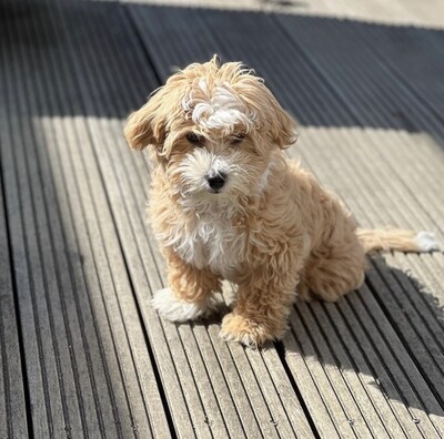 Noel- 11 Weeks Female Havapoo