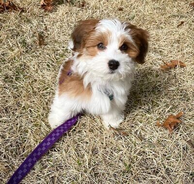 Max- 11 Weeks Male Havanese