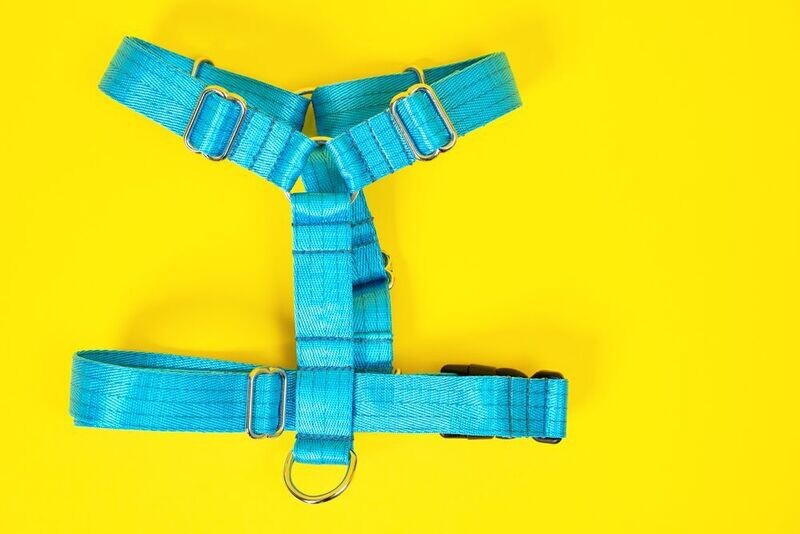 Dog Leads & Harnesses