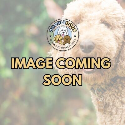 Dog Leads | Various Sizes Dog Leads | Various Sizes