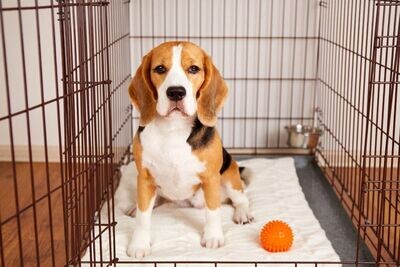 Dog Crates