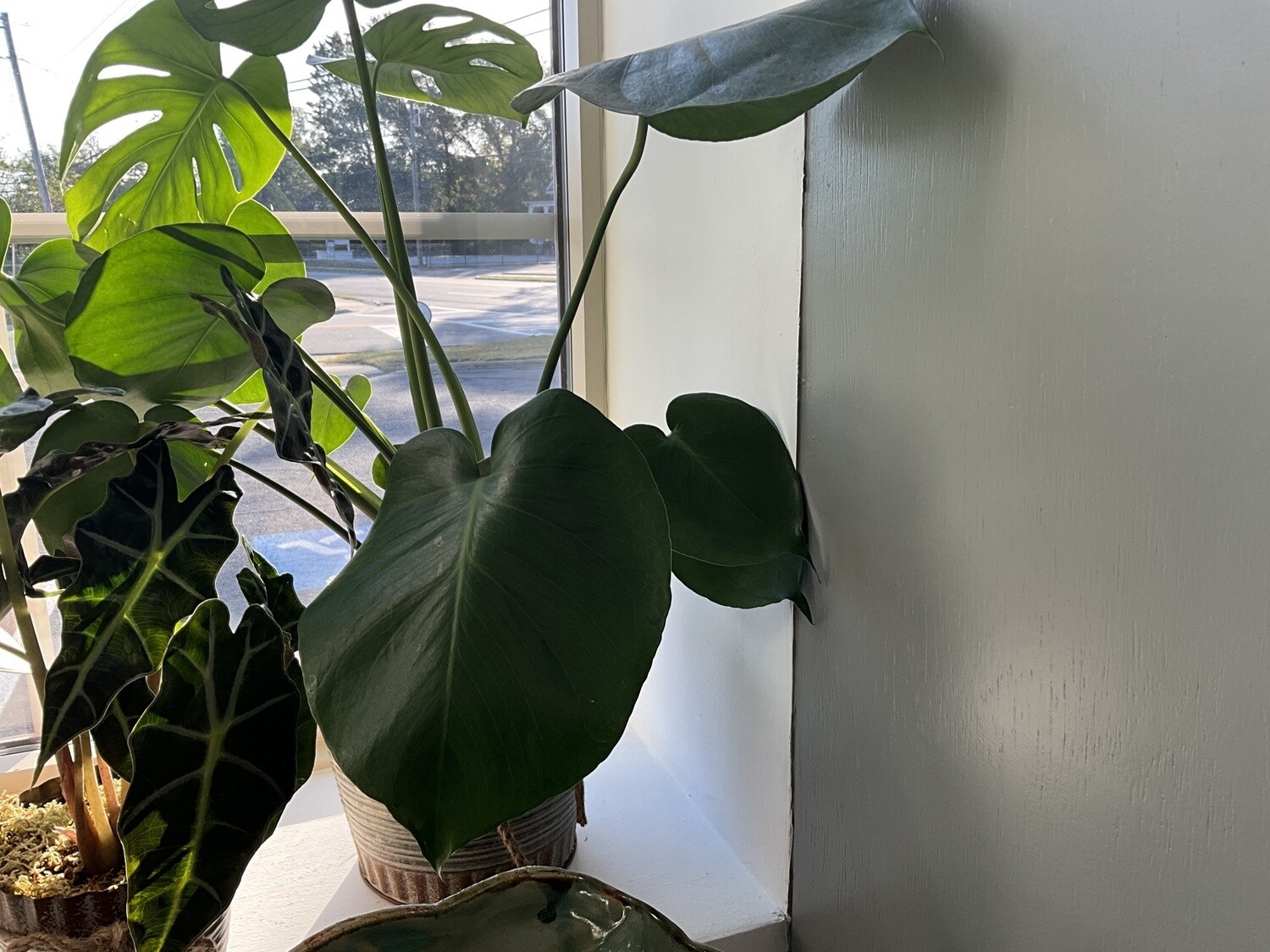 Plant, Monstera