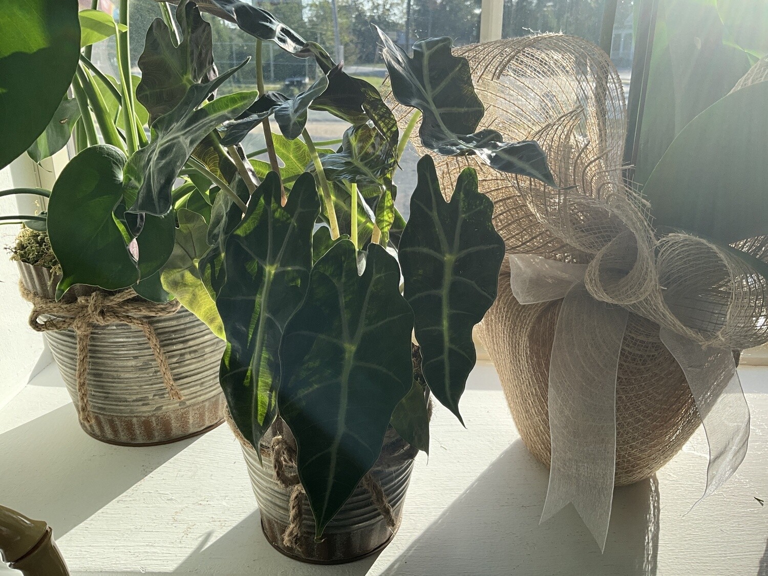 Plant, Small Philodendron